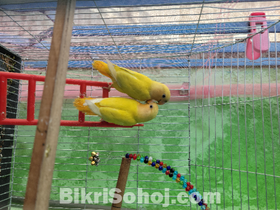 Lutino opaline love bird
